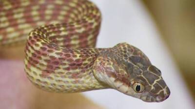 Змеи и млекопитающие обрели способность к ядовитым укусам от общего предка