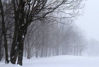Облачно и снежно: какой будет погода в Ленобласти в субботу