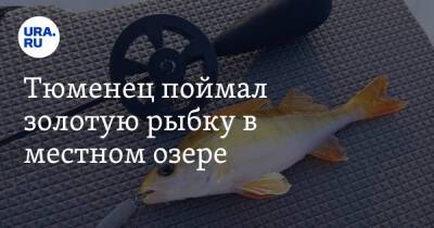 Тюменец поймал золотую рыбку в местном озере. Фото