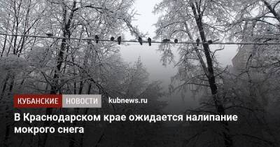 В Краснодарском крае ожидается налипание мокрого снега