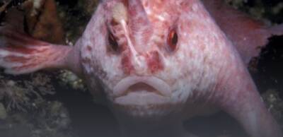 Ученые обнаружили розовую «ходячую» рыбу (ФОТО)