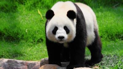 Дерзкий побег панды из зоопарка с помощью бочки опал на видео