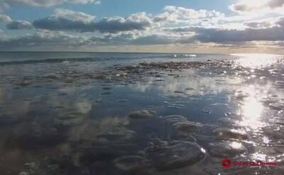 Побережье Одесчины покрылось ковром из ядовитых медуз (видео)