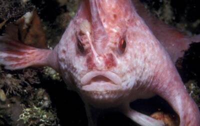 Ее видели всего четыре раза: у берегов Тасмании засекли странную рыбу с "руками" (видео)