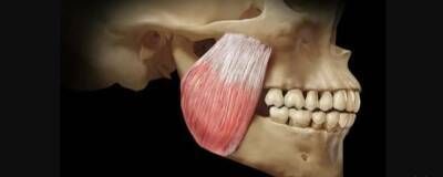 Ученые Базельского университета выявили на челюсти человека новый слой мышцы