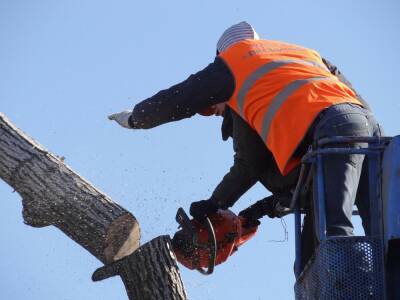 В Новосибирске расследуют незаконную вырубку деревьев у ТЦ «Квадрат»