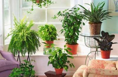 Топ-5 комнатных растений, приносящих в дом несчастье