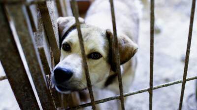 Депутата думы Братска будут судить за мошенничество при отлове бездомных собак