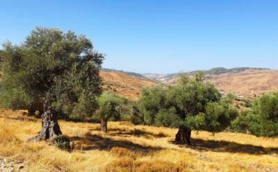 Священные оливковые деревья Саламиу
