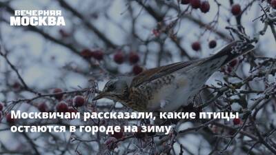 Москвичам рассказали, какие птицы остаются в городе на зиму