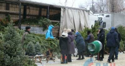 Цены на новогодние ели и сосны в Луганске. Можно купить сегодня на ярмарке - cxid.info - Луганск