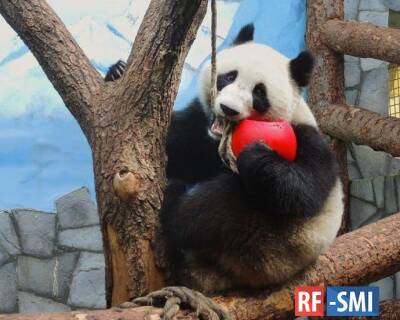 Московский зоопарк можно будет посетить бесплатно за подарок животным