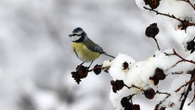 Около 20 видов птиц осталось на зимовку в Москве