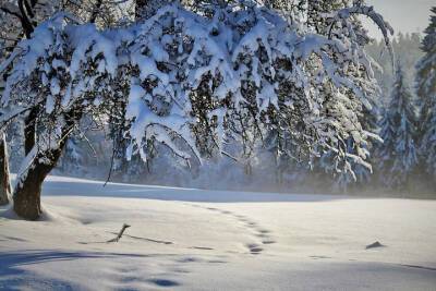 26 декабря в Рязанской области ожидается снег и до -7 градусов