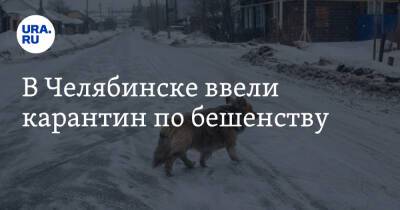 В Челябинске ввели карантин по бешенству