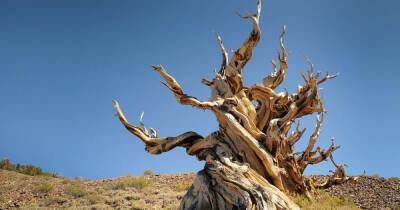 Древнейшие деревья в мире: почему американцы прячут их от туристов