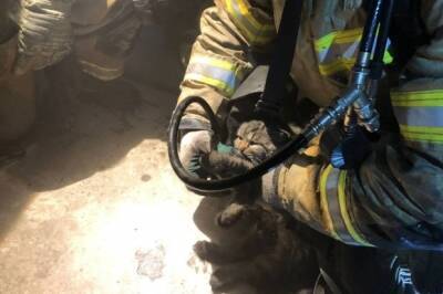 Волгоградские пожарные спасли кошку из горящей квартиры