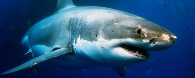 На побережье Калифорнии мужчина погиб во время атаки акулы