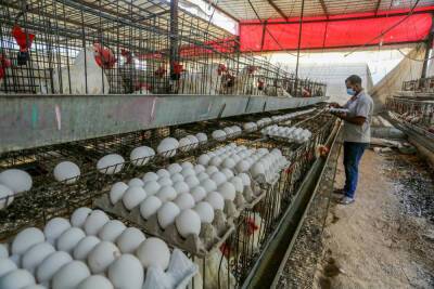 Новый очаг птичьего гриппа на севере Израиля грозит дефицитом яиц