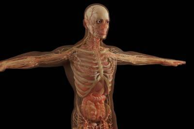 Ученые нашли неизвестную часть тела человека