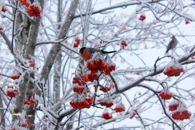 В Томске 26 декабря будет -10 и небольшой снег