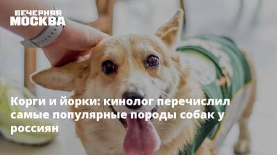 Корги и йорки: кинолог перечислил самые популярные породы собак у россиян
