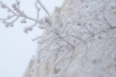 В начале недели в Волгоград после оттепели вернутся морозы до -18°С