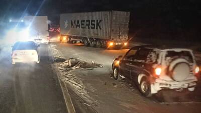 Лось погиб после наезда иномарки на трассе под Новгородом