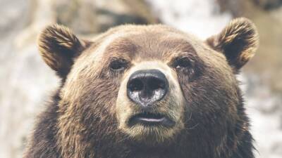 Медведь чуть не задрал жителя Приморья на сельском кладбище