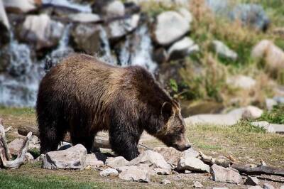 В Приморье медведь едва не убил мужчину на сельском кладбище