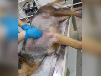 В Ростовской области неизвестный 40 раз ударил вилами собаку