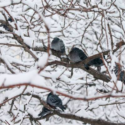 Около 90 видов птиц остаются на зимовку в Москве