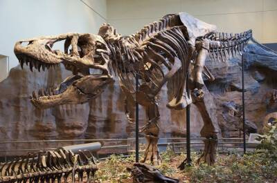 Палеонтологи назвали 10 открытий о динозаврах, сделанных в 2021 году