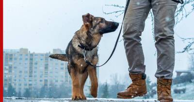 Как гулять с собакой в мороз: советы владельцам