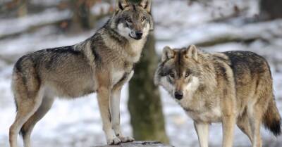 Стаи волков рыщут по швейцарским Альпам. Они нападают на скот, но убивать их запрещено