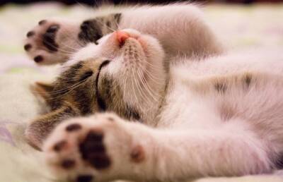 «Не шали!»: учинивший беспорядок на кровати котенок получил нагоняй от матери и заставил Интернет хохотать
