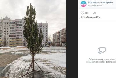 Жители улицы Есенина в Белгороде пожаловались на странную елку