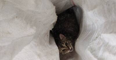 Жители Башкирии выбросили на мороз котенка в мешке