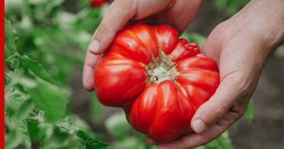 Большой урожай: три совета, которые помогут вырастить крупные и вкусные помидоры