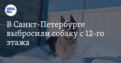 В Санкт-Петербурге выбросили собаку с 12-го этажа. Видео