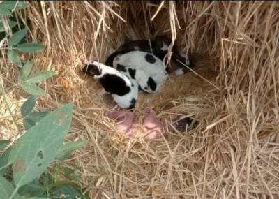 В Индии собака с щенками спасла жизнь новорожденному ребенку - enovosty.com - Индия