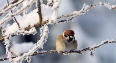 На Луганщину вернулись морозы, но перед Новым годом придет оттепель: прогноз погоды в регионе