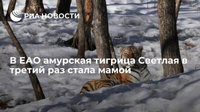 В ЕАО краснокнижная амурская тигрица Светлая в третий раз стала мамой