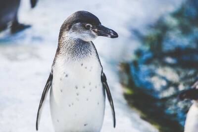 Ученые: Затонувший древний континент населяли пингвины