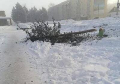 В Хабаровском крае вандалы топорами срубили центральную елку поселка