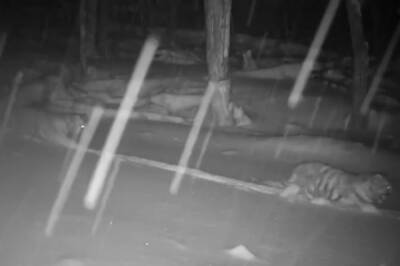 Тигрица Светлая в ЕАО в третий раз стала мамой
