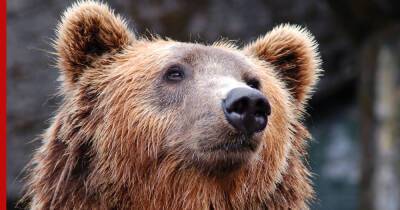 "Должен быть в спячке": медведь напал на человека в одном из российских регионов