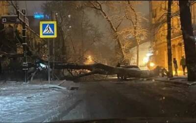 В центре Ростова 26 декабря упавшее дерево полностью перекрыло улицу Суворова
