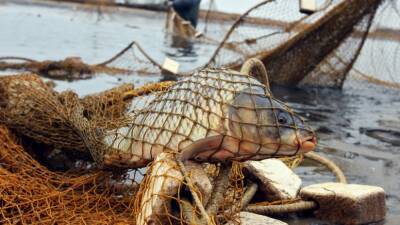 Сотрудники Сморгонской межрайонной инспекции охраны животного и растительного мира задержали рыболова-браконьера