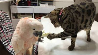Милые игры попугая и котика очаровали пользователей YouTube (Видео)